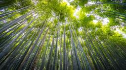 Between Past, Present, and Bamboo: A Journey Between Istanbul and Brussels